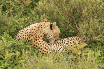 Cheetahs in Serengeti