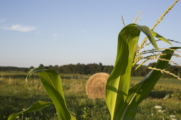 Corn with tassels growing in the home garden on an Indiana farm