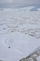 Crabeater seal (Lobodon carcinophagus) Pack Ice, Antarctic Sound, Antarctica © Enrique