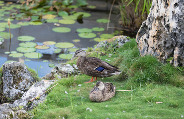 Duck and water lily