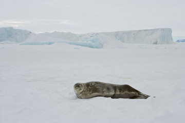 Weddel seal (Leptonychotes weddellii)