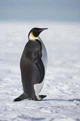 Emperor Penguin (Aptenodytes forsteri), Weddel Sea, Antarctica