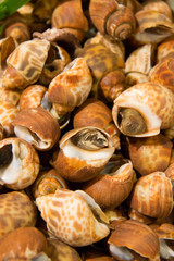 clam shell  crustacean cuisine on ice