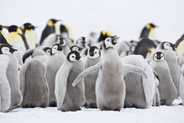 Emperor Penguin (Aptenodytes forsteri) chicks, colony at Snow Hill Island, Weddel Sea, Antarctica - 165976598