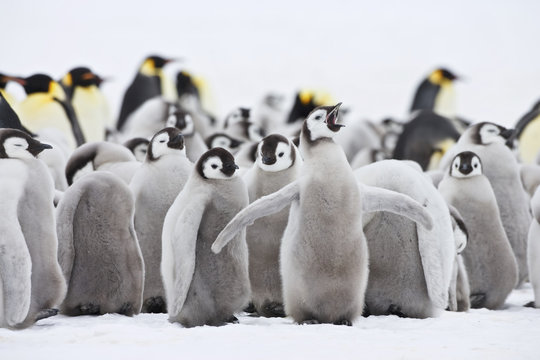 Emperor Penguin (Aptenodytes forsteri) chicks, colony at Snow Hill Island, Weddel Sea, Antarctica