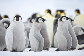 Emperor Penguin (Aptenodytes forsteri), chick at Snow Hill Island, Weddel Sea, Antarctica