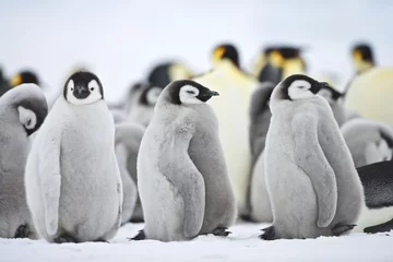 Keuken spatwand met foto Keizerspinguïn (Aptenodytes forsteri), kuiken op Snow Hill Island, Weddelzee, Antarctica © Enrique