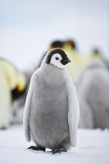 Emperor Penguin (Aptenodytes forsteri), chick at Snow Hill Island, Weddel Sea, Antarctica - 165976705