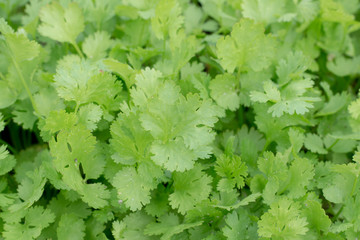 Health benefits of coriander. Coriander is loaded with antioxidants