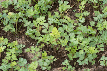 celery plantation in the vegetable garden