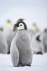 Emperor Penguin (Aptenodytes forsteri), chick at Snow Hill Island, Weddel Sea, Antarctica - 165976749