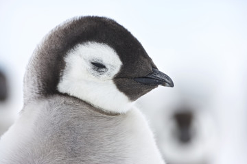 Emperor Penguin (Aptenodytes forsteri), chicks at Snow Hill Island, Weddel Sea, Antarctica © Enrique