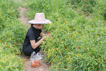 Woman farmer picking  .chilli in agricultural field