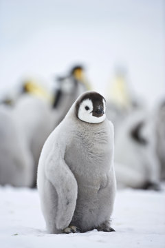 Emperor Penguin (Aptenodytes forsteri), chick at Snow Hill Island, Weddel Sea, Antarctica