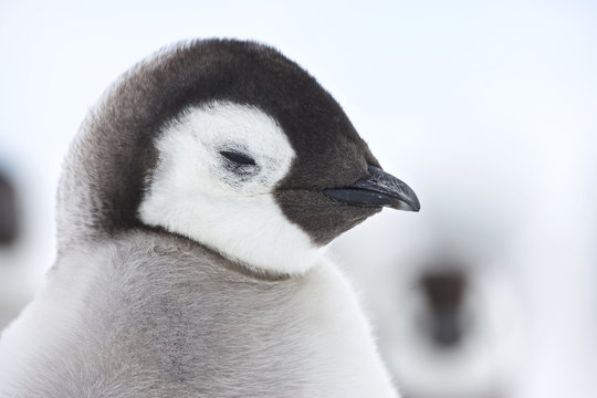 Emperor Penguin (Aptenodytes forsteri), chicks at Snow Hill Island, Weddel Sea, Antarctica