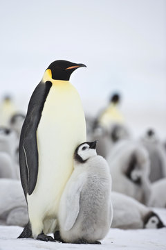 Emperor Penguin (Aptenodytes forsteri) with chick at Snow Hill Island, Weddel Sea, Antarctica
