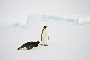 Fototapeta na wymiar Emperor Penguin (Aptenodytes forsteri), adult toboganing at Snow Hill Island, Weddel Sea, Antarctica