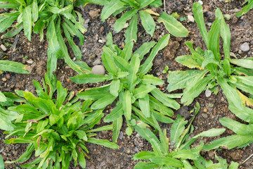 Culantro, Long coriander, Sawtooth coriander, Parsley on the soil in the Vegetable garden