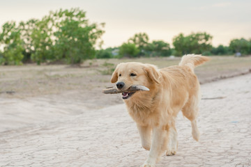 golden retriever playing outdoor with wooden stick