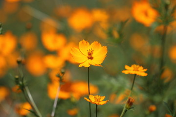 キバナコスモス