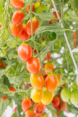 Ripe natural red tomatoes growing on a branch in a Organic farm.