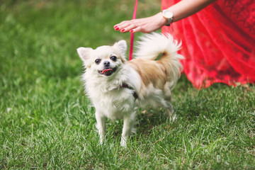 Cute little chihuahua dog on green grass