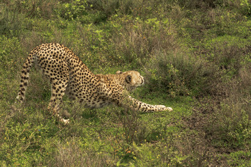 Cheetah in Serengeti