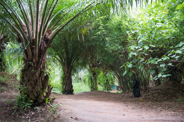 green palm garden and palm oil