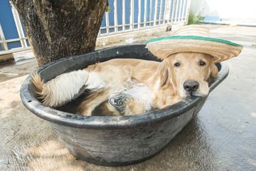 Happy dog relax in summer