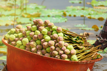 Stack of fresh unopened green and pink lotus buds in the orange plastic basin floating in a pond at Ratchaburi, Thailand.
