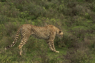 Cheetah in Serengeti