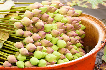 Stack of fresh unopened green and pink lotus buds in the orange plastic basin floating in a pond at Ratchaburi, Thailand.