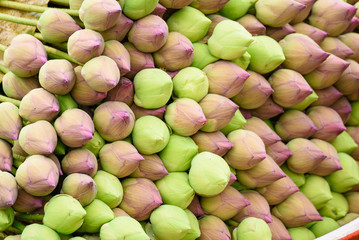Stack of fresh unopened green and pink lotus buds waits for worshippers at the entrance to a Buddhist temple at Ratchaburi, Thailand.