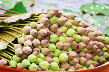 Stack of fresh unopened green and pink lotus buds in the orange plastic basin floating in a pond at Ratchaburi, Thailand.