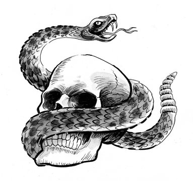 Human skull and a rattle snake