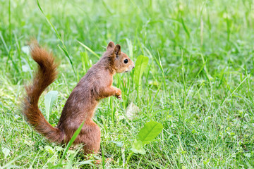 young red squirrel with fluffy tail standing in fresh grass in summer day