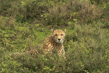 Cheetah in Serengeti