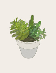 indoor plants in pots