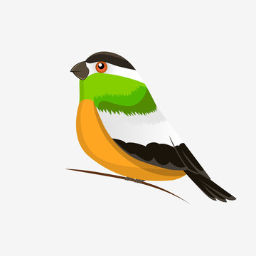 Vector color image of a bird, bird design icon