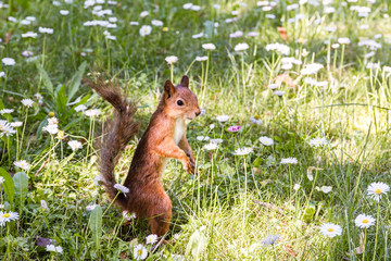 little red squirrel standing on grass lawn with blossoming daisy flowers 