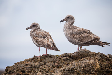 Seagulls