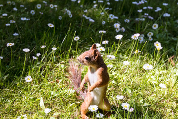 little red squirrel standing in green grass and searching for food