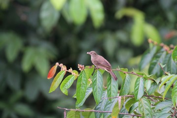 Buff-vented Bulbul (Iole olivacea) in Borneo, Malaysia - カンムリオリーブヒヨ