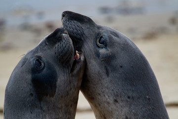 Fototapeta premium Sea Elephants Fighting