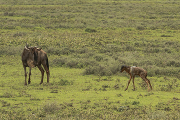 Great Migration of Serengeti