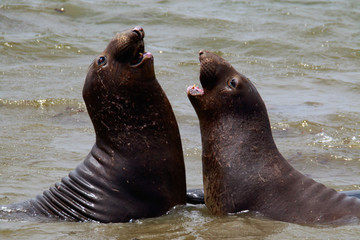 Sea Elephants