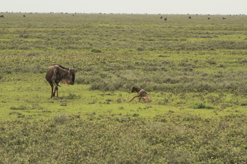 Great Migration of Serengeti