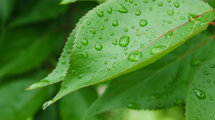 水滴と葉