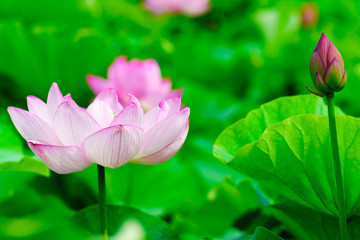 Obraz premium 花物語