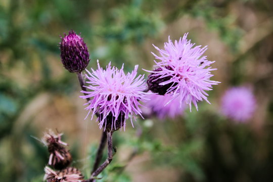 wild nature around a pond in Champagne France